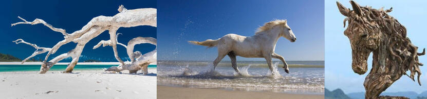 Driftwood horse references